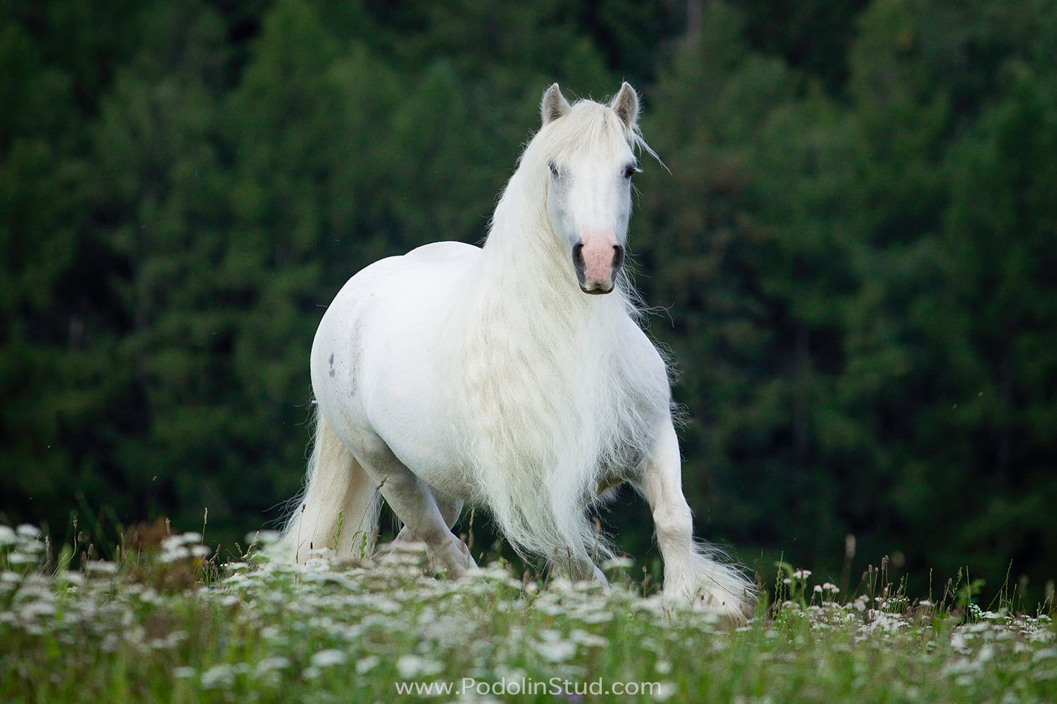 Blue and White Gypsy Cob